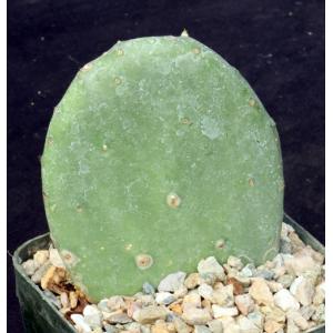 Opuntia ellisana 5-inch pots