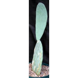 Opuntia ellisana cv Thornton Blue 8-inch pots