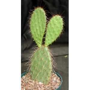 Opuntia erinacea (purple) 8-inch pots
