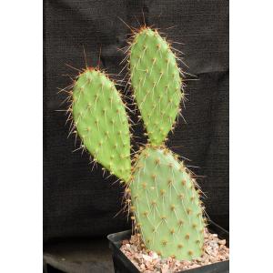 Opuntia erinacea (purple) one-gallon pots