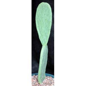 Opuntia ficus-indica 8-inch pots
