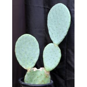 Opuntia ficus-indica 5-gallon pots