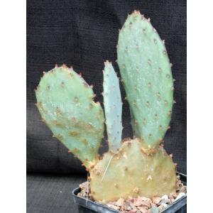 Opuntia gosseliniana 5-inch pots