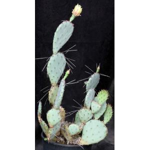 Opuntia macrocentra 3-gallon pots