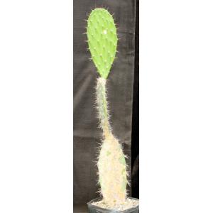 Opuntia megasperma one-gallon pots