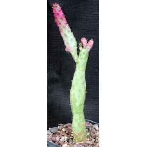 Opuntia monacantha cv Josephs Coat 5-inch pots
