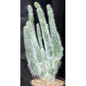 Opuntia orbiculata cv Snow 2-gallon pots