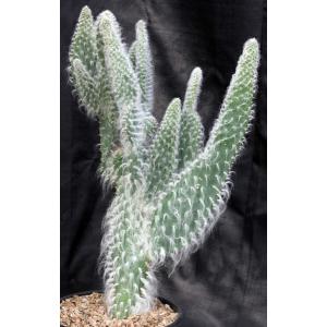 Opuntia orbiculata cv Snow 2-gallon pots