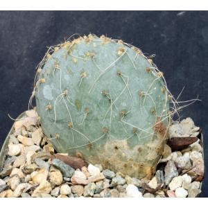 Opuntia polyacantha 5-inch pots