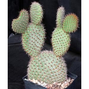 Opuntia pycnantha one-gallon pots