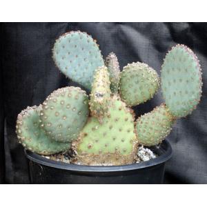 Opuntia basilaris x santa-rita 2-gallon pots