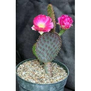 Opuntia basilaris x santa-rita 8-inch pots
