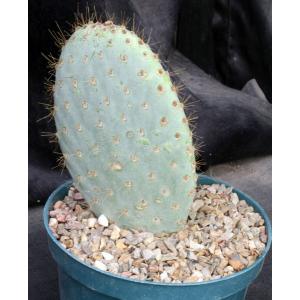 Opuntia galapageia var. profusa 8-inch pots
