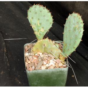 Opuntia gosseliniana 4-inch pots