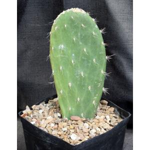 Opuntia megasperma 5-inch pots