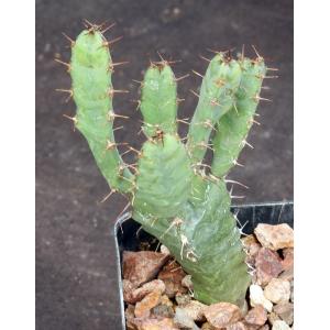 Euphorbia opuntioides 2-inch pots