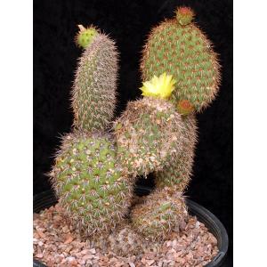 Opuntia pycnantha 3-gallon pots