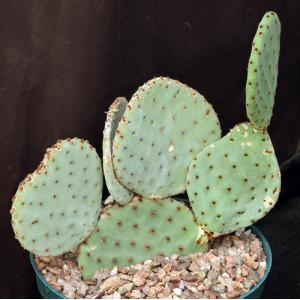 Opuntia rufida 8-inch pots