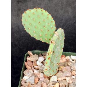 Opuntia rufida 4-inch pots