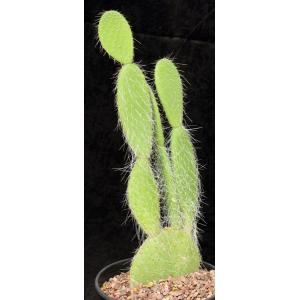 Opuntia sp. (JR 6490) 2-gallon pots