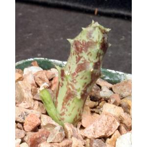 Orbea albocastanea 3-inch pots