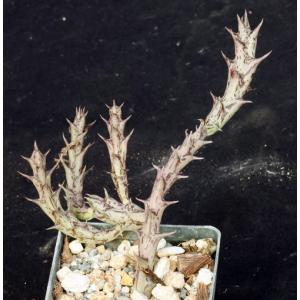 Orbea semitubiflora 3-inch pots
