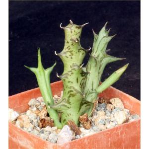 Orbea schweinfurthii (WY1127) 3-inch pots