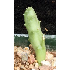 Orbea albocastanea 3-inch pots