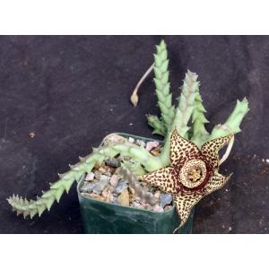 Orbea variegata 3-inch pots