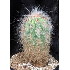 Oreocereus celsianus 3-gallon pots