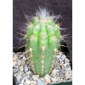 Oreocereus celsianus 4-inch pots