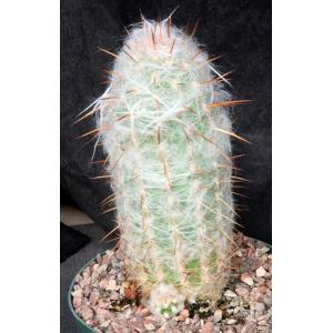 Oreocereus trollii 8-inch pots