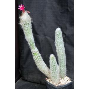 Oreocereus doelzianus ssp. sericata one-gallon pots