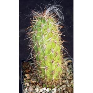 Oreocereus neocelsianus 5-inch pots