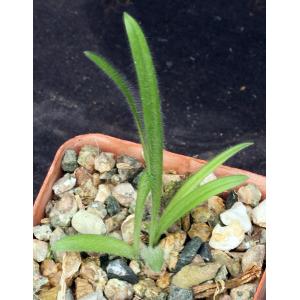 Ornithogalum hispidum 3-inch pots