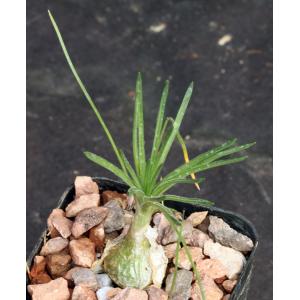 Ornithogalum sardienii 2-inch pots