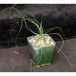 Ornithogalum sp. (Oukop, RSA) 4-inch pots