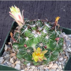 Oroya borchersii 4-inch pots