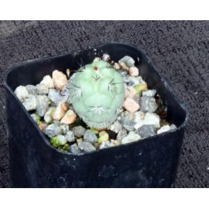 Ortegocactus macdougallii 2-inch pots