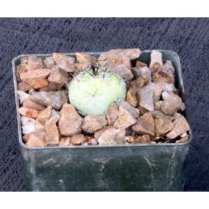 Ortegocactus macdougallii 3-inch pots