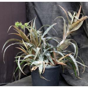 Orthophytum magalhaesii 2-gallon pots