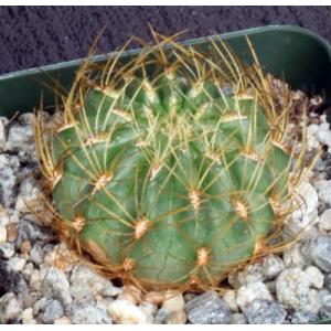 Oroya borchersii 4-inch pots