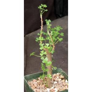 Oxalis gigantea 5-inch pots