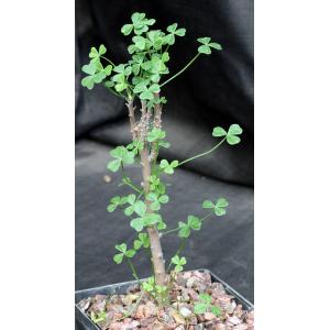 Oxalis gigantea 5-inch pots