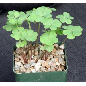 Oxalis rubra 4-inch pots