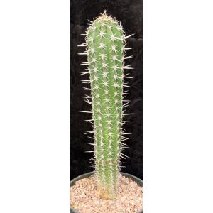 Pachycereus pectin-aboriginum 2-gallon pots