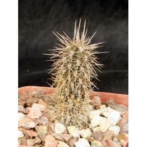 Pachycereus pringlei 4-inch pots