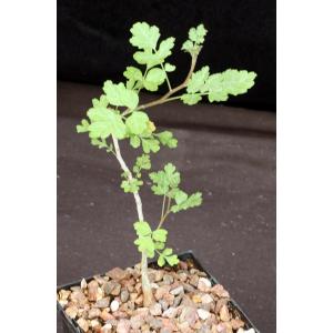 Pachycormus discolor var. pubescens 5-inch pots