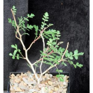 Pachycormus discolor var. pubescens 5-inch pots