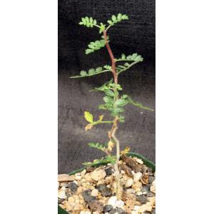 Pachycormus discolor var. pubescens 4-inch pots